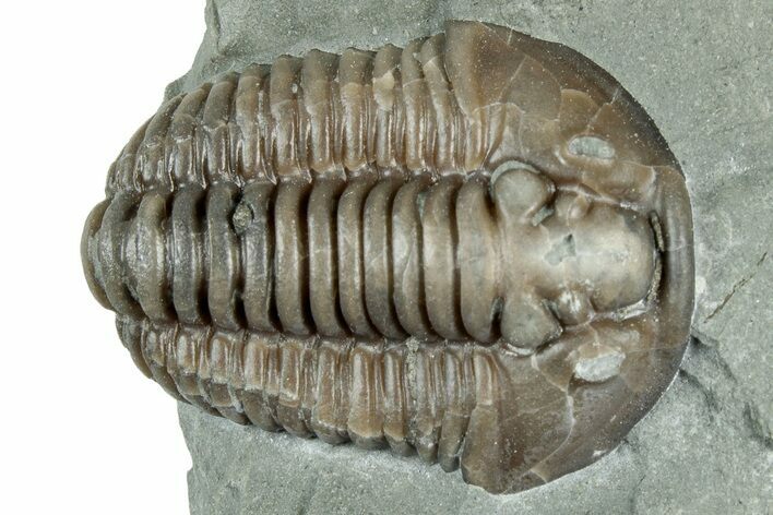 Long Flexicalymene Trilobite - Indiana #325797